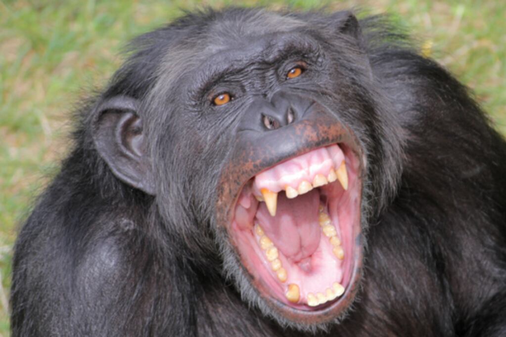 El chimpancé robó una bebé y la asesinó. Imagen ilustrativa.