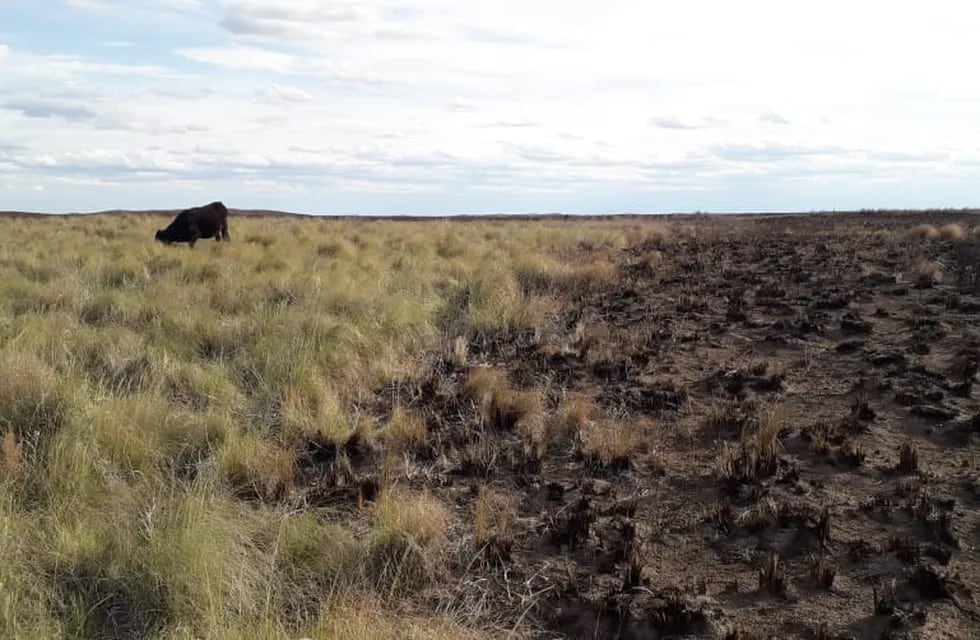 Incendios forestales en General Alvear avanzaron sobre 20 mil hectáreas de campos ganaderos y causaron la muerte de unas 400 vacas. Gentileza