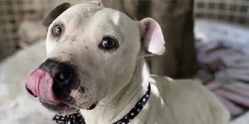 La historia de Aceituno, el perro que fue rescatado, adoptado y abandonado