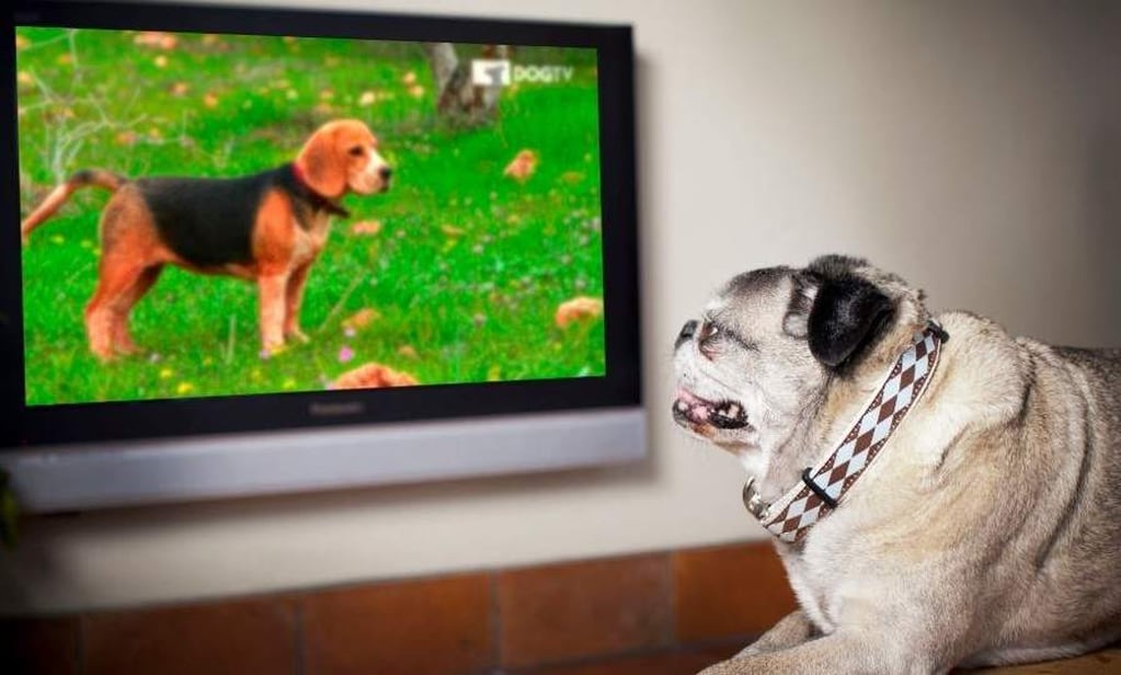 TV para perros: en las fiestas habrá un programa para que no sufran con la pirotecnia