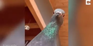 Una paloma reacciona al ver a su dueña fingiendo un desmayo