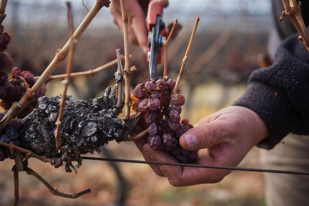
Podredumbre. Se cosecharon unos 1.500 kilos de uva con los que se podrán elaborar 450 litros de vino.  | Ignacio Blanco / Los Andes
   