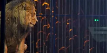 En plena función, un león atacó a un artista