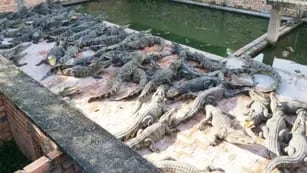 Tragedia en Camboya: un hombre de 72 años murió despedazado por cocodrilos en su granja familiar de reptiles