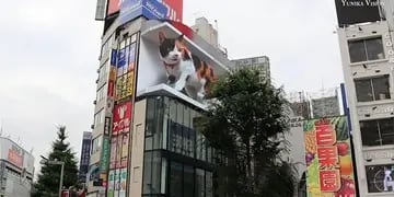 Gato gigante en Tokio