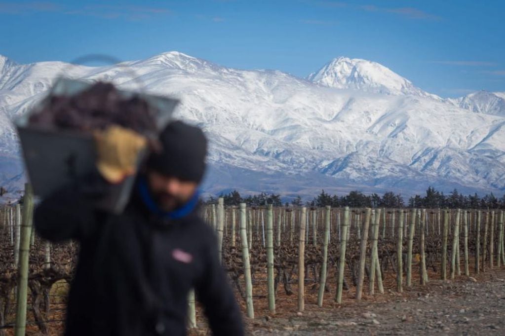 
    Cosecha de invierno en Rutini Wines. / Ignacio Blanco / Los Andes
   