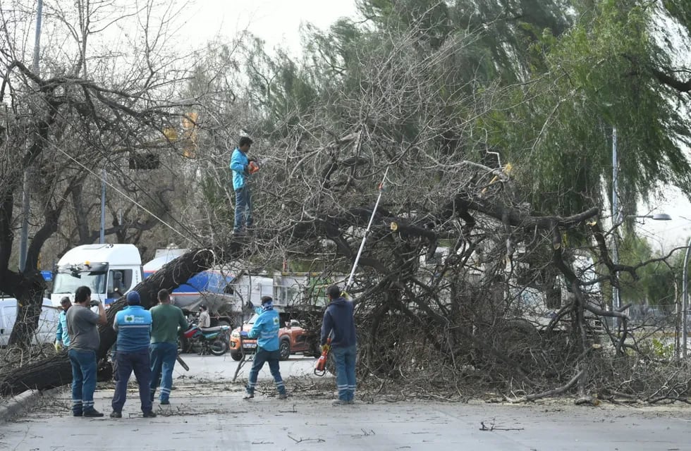 Fuertes ráfagas de vientos en el Gran Mendoza provocaron la caída de árboles en Costanera y Buenos Aires de Ciudad