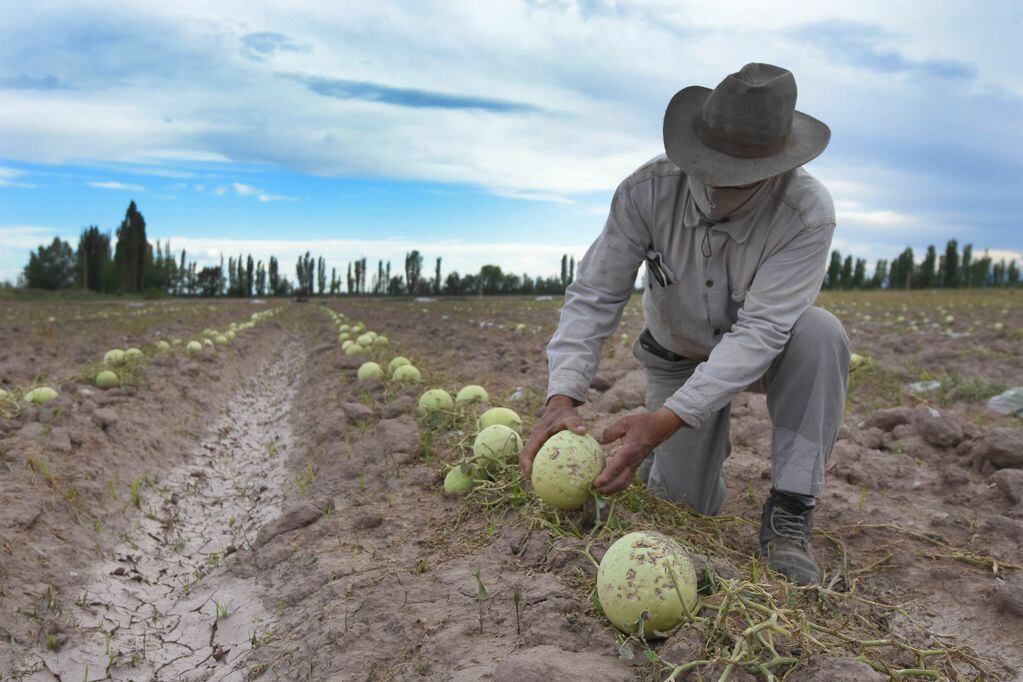 El granizo destruyó unos 13 millones de kilos de melón.