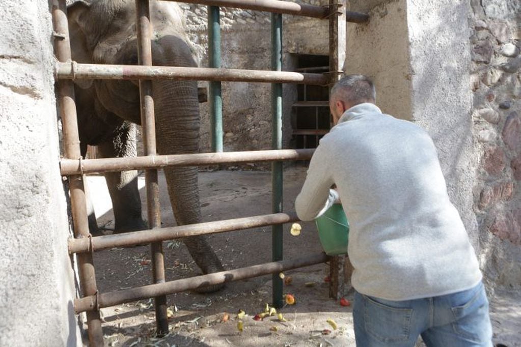 Video: así es el entrenamiento con que Tamy, el elefante que conmovió a Santi Maratea, se prepara para ir a Brasil. Foto: Gobierno de Mendoza