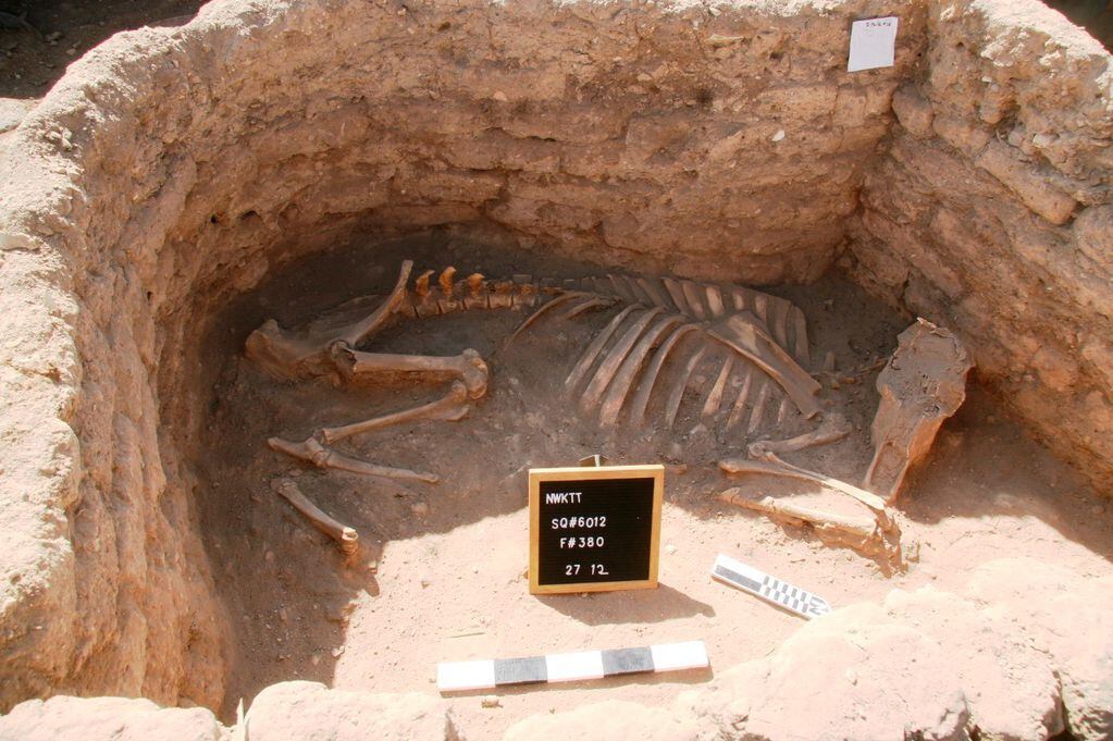 Esqueleto de un animal de la época. AP