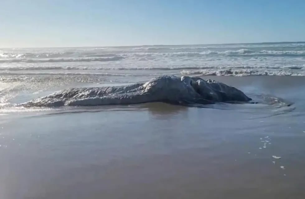 Misterioso cadáver gigante y peludo en playa de EE.UU. Foto: Merica Lynn