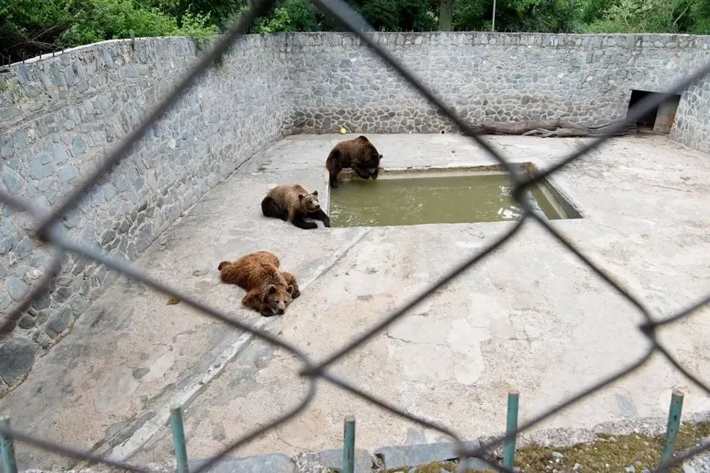 Cautiverio de los osos que es criticado por visitantes y expertos. Foto: La Gaceta