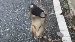 Viral: un mono encontró un barbijo en la calle, se lo puso de forma “correcta” y el video enterneció la red