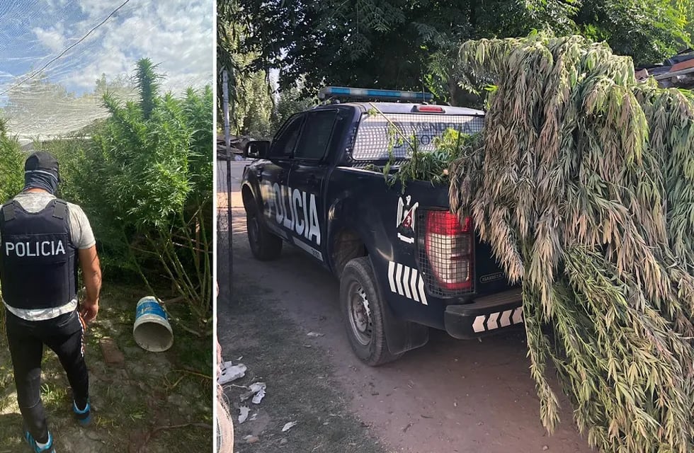 En febrero decomisaron 700 plantas de marihuana en el barrio Santo Tomás de Aquino de El Borbollón, Las Heras. Foto: Ministerio de Seguridad