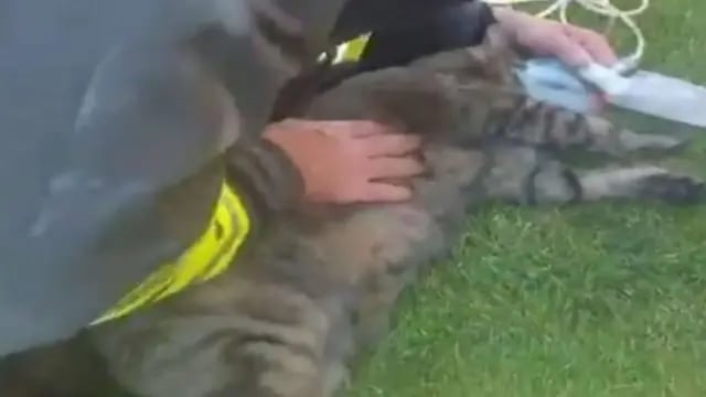 gato rescatado