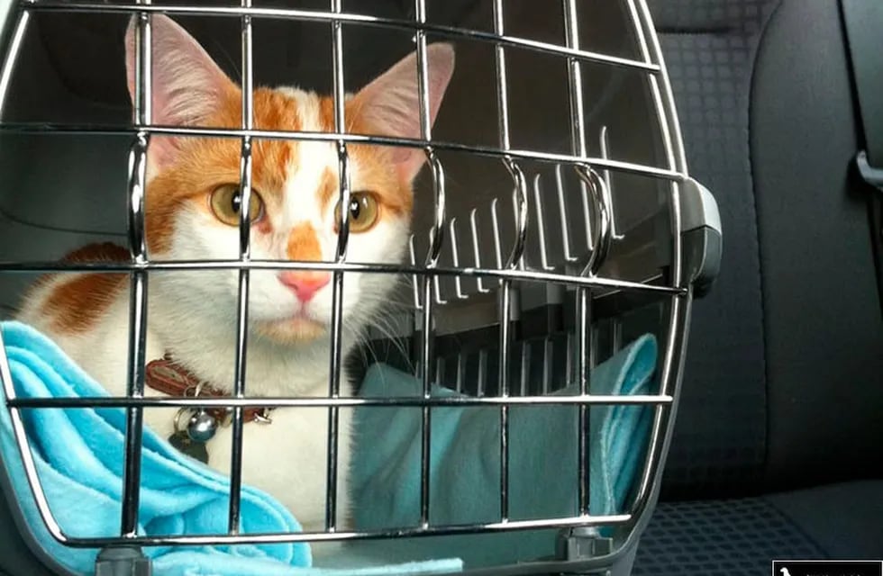La mejor forma de llevar al gato en el auto es utilizando un transportín rígido con rejillas y cierre hermético y seguro. | Imagen ilustrativa / Web
