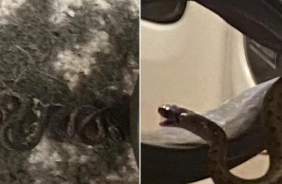 La mujer que vive en Georgia se percató que vivía con 18 serpientes bajo su cama.