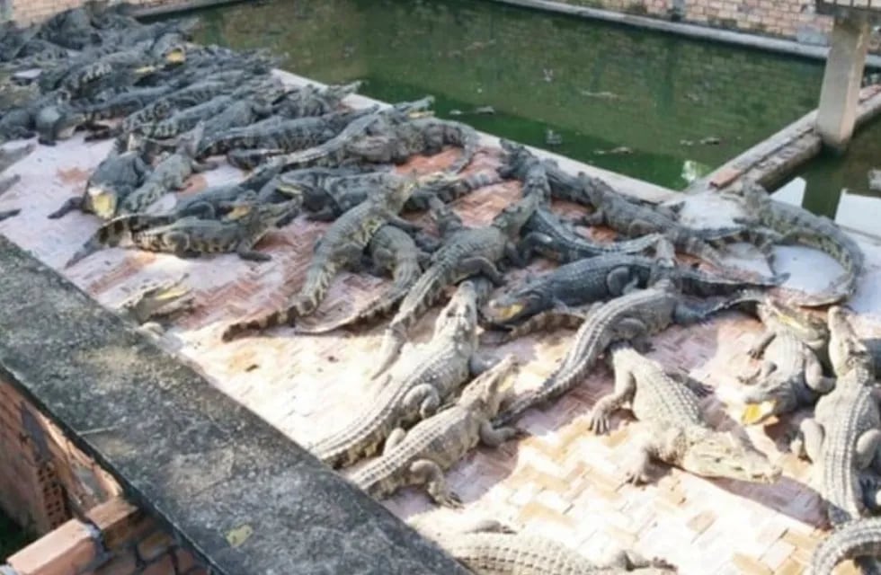 Un hombre de 72 años murió despedazado por cocodrilos en su granja familiar de reptiles  Foto: Clarín.
