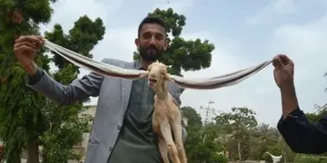 Un chivito de Pakistán genera furor en internet debido a que sus orejas miden 54 centímetros