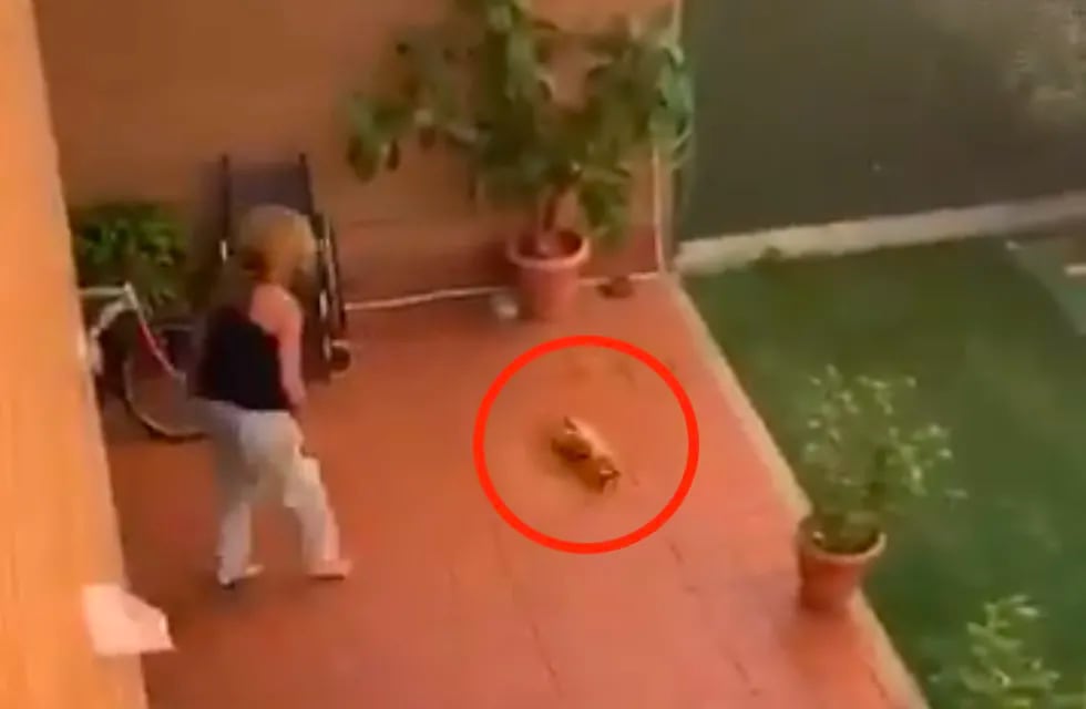 Una vecina ha grabado a una mujer agrediendo a su mascota y ha generado indignación la agresión contra una perrita en España.