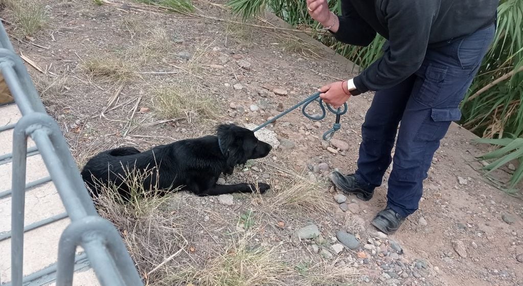 Un perrito fue sacado del interior del Cacique Guaymallén por Bomberos de la Policía. | Foto: Ministerio de Seguridad y Justicia