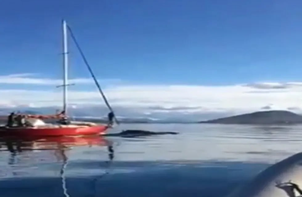 Repudio. El momento en el que un velero choca a una ballena en el canal de Beagle. (Captura de video)