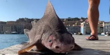 Descubren una rara criatura con cuerpo de tiburón y cabeza de cerdo que vive en las profundidades