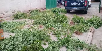 El vivero de marihuana se le salió de control y vecinos de Las Heras lo denunciaron. | Foto: Ministerio de Seguridad y Justicia