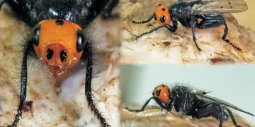 Video: reaparecieron moscas carnívoras que se creían extintas desde 1836 en España y Francia