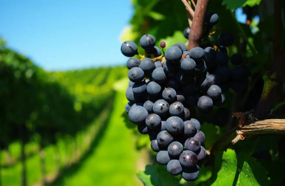 Investigan una toxina presente en las uvas