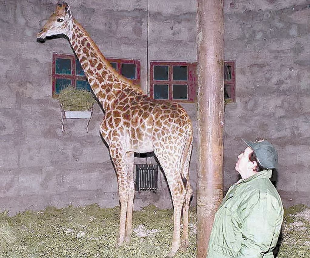 La insólita y triste razón por las que a las jirafas no se las puede trasladar como a Pocha y Guillermina. Foto Archivo Los Andes