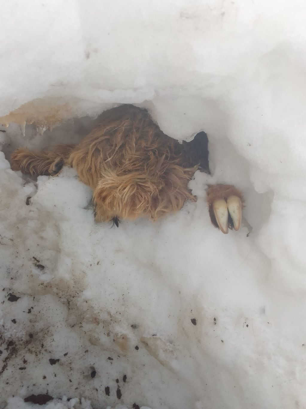Por el temporal de nieve muchos animales murieron.