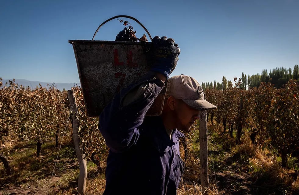 La zona Este es la región productiva más importante de la vitivinicultura argentina. - Foto: Ignacio Blanco / Los Andes