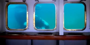 Bajo la cubierta, la embarcación cuenta con 40 ventanas de observación submarina y equipos para escuchar los sonidos de los cetáceos.
