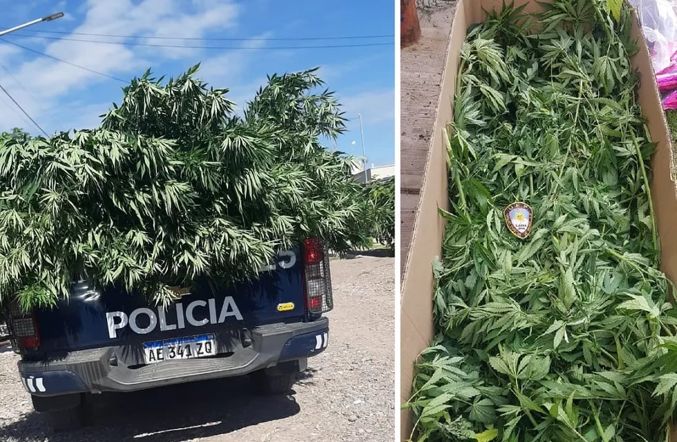Policías de la UEP de Luján terminaron con la cajea de la patrulla repleta de hierba. Foto: Prensa Ministerio de Seguridad
