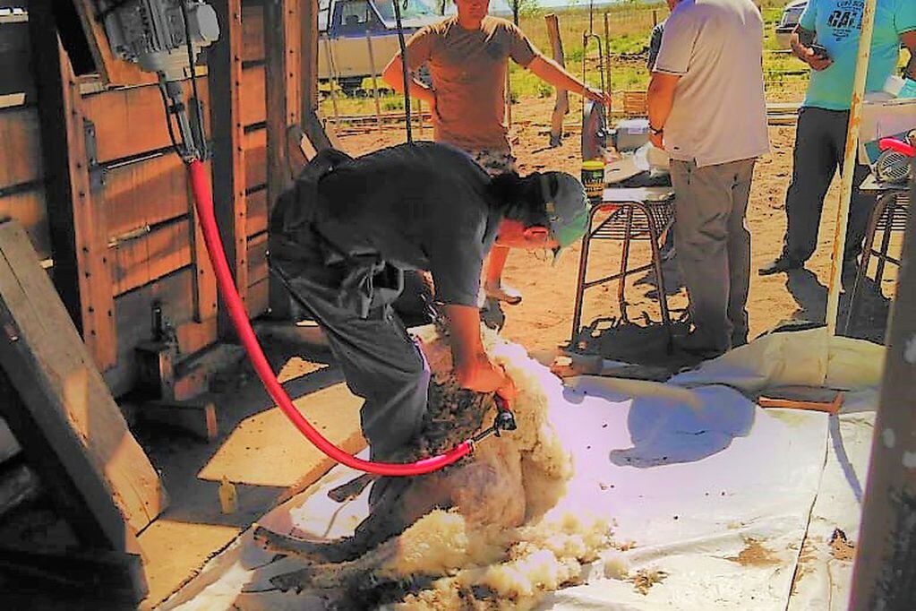 Ganadería brindó importante capacitación sobre esquila de ovinos en el Sur