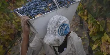 La baja de retenciones generaría $ 164 millones para el vino