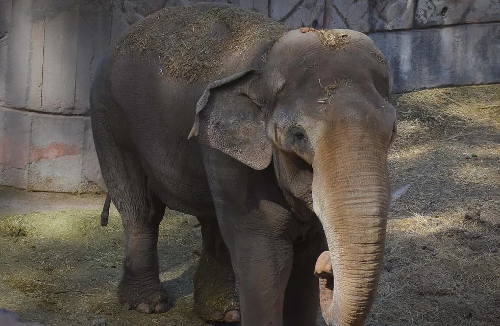 Video: así es el entrenamiento con que Tamy, el elefante que conmovió a Santi Maratea, se prepara para ir a Brasil. Foto: Archivo Los Andes.