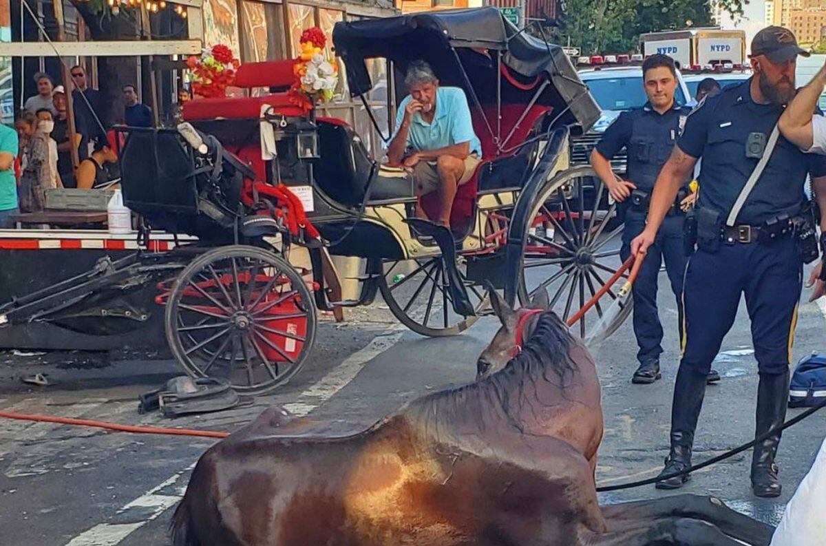Un caballo que tiraba un carruaje se desplomó en medio de la calle y generó indignación por el maltrato animal que sufren.