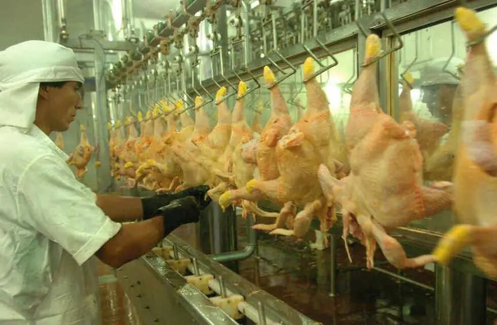 En junio reabrirán las exportaciones de pollo luego de la parálisis que provocó la gripe aviar.