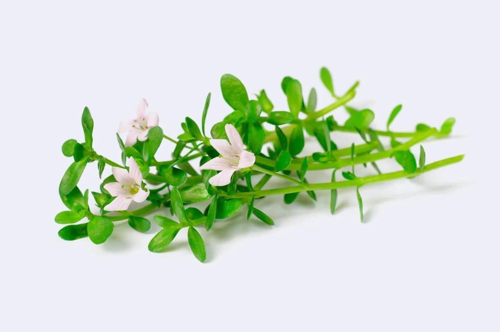 Bacopa (Bacopa monnieri), la planta medicinal con potenciales efectos sobre el ánimo y la memoria (Imagen ilustrativa / Web)