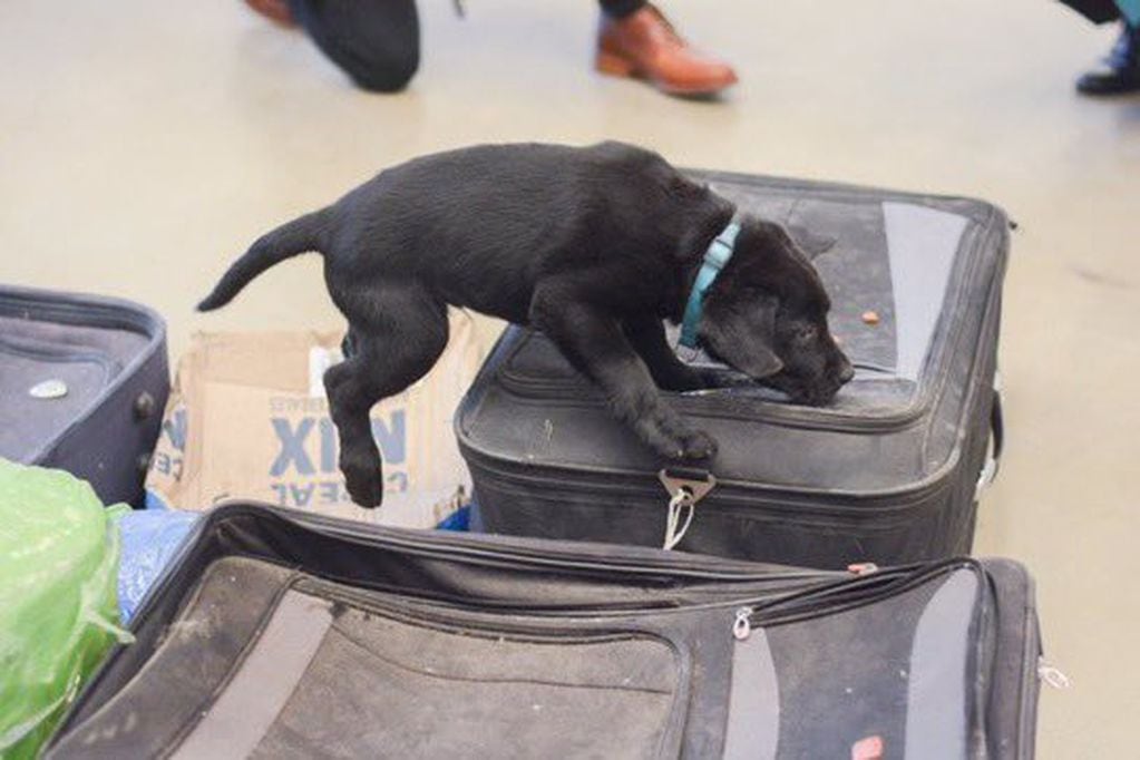 La Aduana comenzó a entrenar a nueve cachorros de labrador para operativos de detección de estupefacientes. / Foto: Gentileza