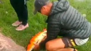 Video: salió a pescar con amigos y atrapó un exótico pez de origen chino
