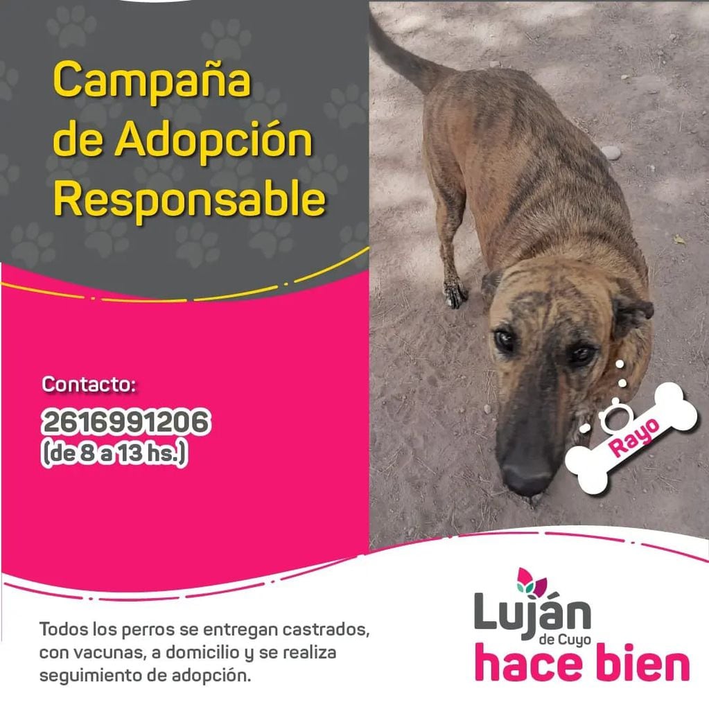 La original campaña en redes con que Luján busca dar en adopción a 9 perritos rescatados de situaciones traumáticas. Foto: Facebook Municipalidad Luján de Cuyo