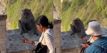 Los monos de Balí aprendieron a intercambiar celulares robados por comida