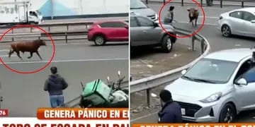 toro corre por las calles de Perú