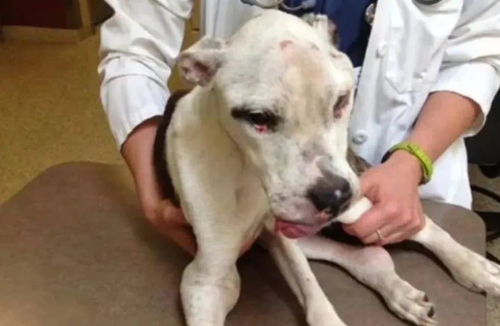 Una mujer maltrató a su perro durante una década, lo rescataron y ahora deberá pagar $ 40 mil a una veterinaria. / Imagen ilustrativa