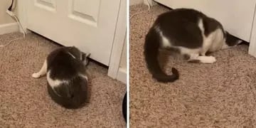 TikTok: Holly, la “gata líquida” que desafió la física y pasó por debajo de una puerta cerrada