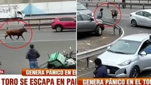 toro corre por las calles de Perú