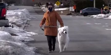 perra salva a su dueña